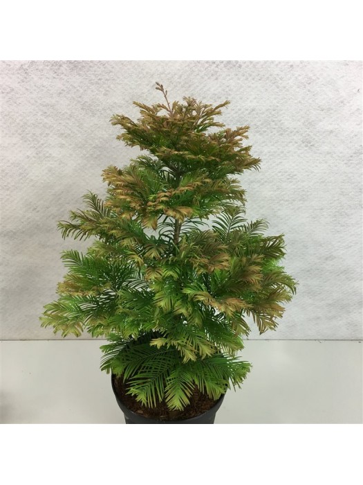 Metasekvoja tikroji (Lot Metasequoia glypt.) 'Daw.