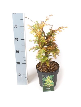 Metasekvoja tikroji (Lot Metasequoia glypt.) 'Goldrush' C2,5/P18 30-40 CM-METASEKVOJOS-MEDŽIAI