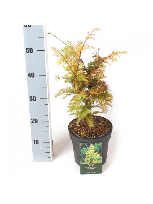 Metasekvoja tikroji (Lot Metasequoia glypt.) 'Goldrush' C2,5/P18 30-40 CM-METASEKVOJOS-MEDŽIAI