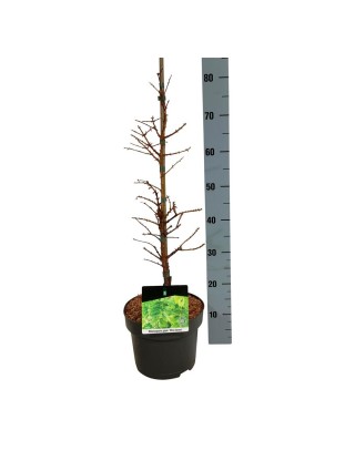 Metasekvoja tikroji (Lot Metasequoia glypt.) 'Miss Grace' C5/P23 50-60 CM-METASEKVOJOS-MEDŽIAI