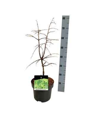 Metasekvoja tikroji (Lot Metasequoia glypt.) 'Miss Grace' C5/P23 40-50 CM-METASEKVOJOS-MEDŽIAI