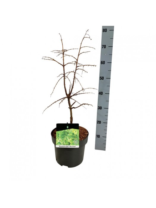 Metasekvoja tikroji (Lot Metasequoia glypt.) 'Miss Grace' C5/P23 40-50 CM-METASEKVOJOS-MEDŽIAI