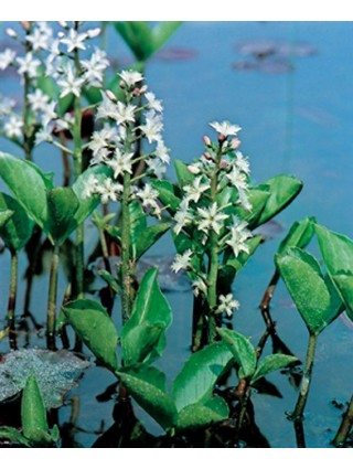 Puplaiškis trilapis (Lot Menyanthes trifoliata) P9-KITI-DAUGIAMETĖS GĖLĖS