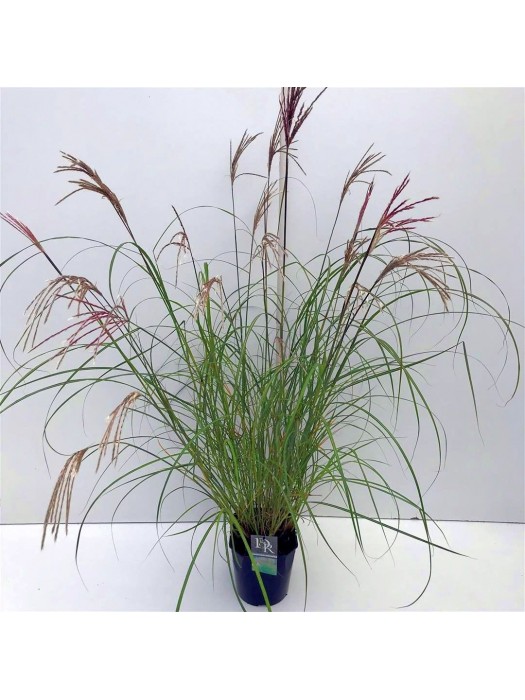 Miskantas kininis (Lot Miscanthus sin.) 'Kleine Silbersp.