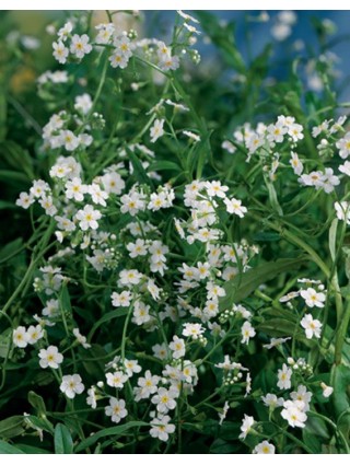 Pelkinė neužmirštuolė (Lot Myosotis pal.) 'Alba' P9-PELKINĖS NEUŽMIRŠTUOLĖS-VANDENS IR PAKRANČIŲ AUGALAI