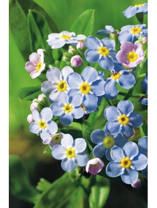 Pelkinė neužmirštuolė (Lot Myosotis palustris) P9-PELKINĖS NEUŽMIRŠTUOLĖS-VANDENS IR PAKRANČIŲ AUGALAI