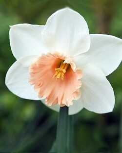 Narcizas (Lot Narcissus) 'Accent'-NARCIZAI-SVOGŪNINĖS GĖLĖS