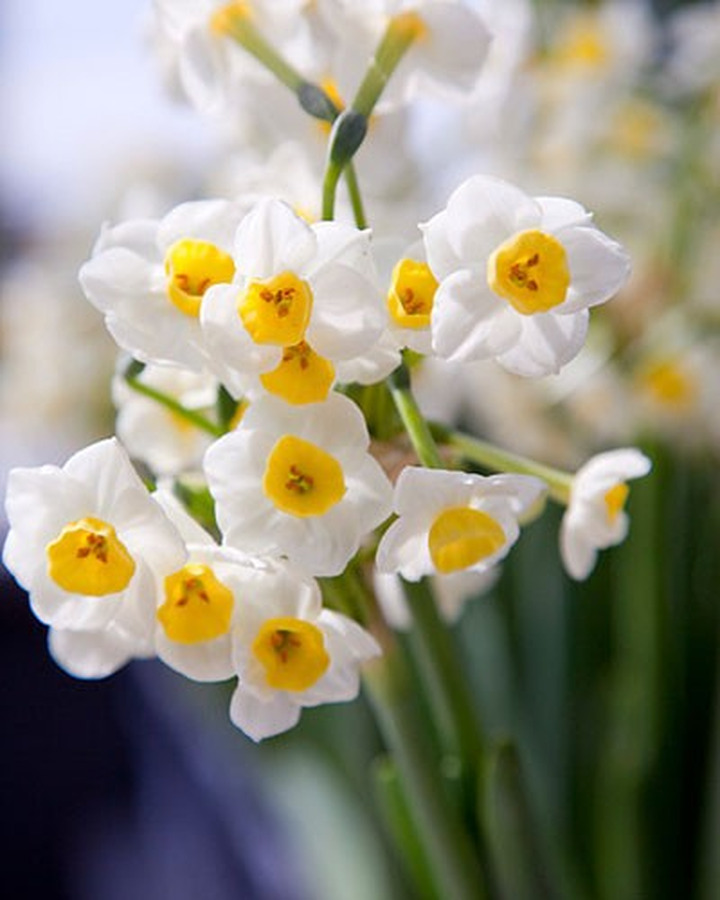 Narcizas (Lot Narcissus) 'Avalanche' 13/15-NARCIZAI-SVOGŪNINĖS GĖLĖS
