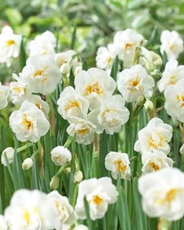 Narcizas (Lot Narcissus) 'Bridal Crown'-NARCIZAI-SVOGŪNINĖS GĖLĖS