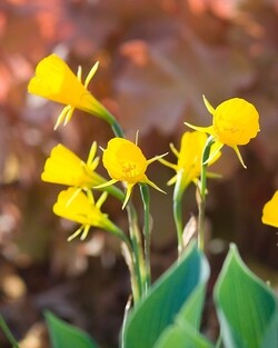 Narcizas Bul. (Lot Narcissus Bul.) 'Golden Bells'-NARCIZAI-SVOGŪNINĖS GĖLĖS