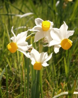 Narcizas (Lot Narcissus) 'Canaliculatus'-NARCIZAI-SVOGŪNINĖS GĖLĖS