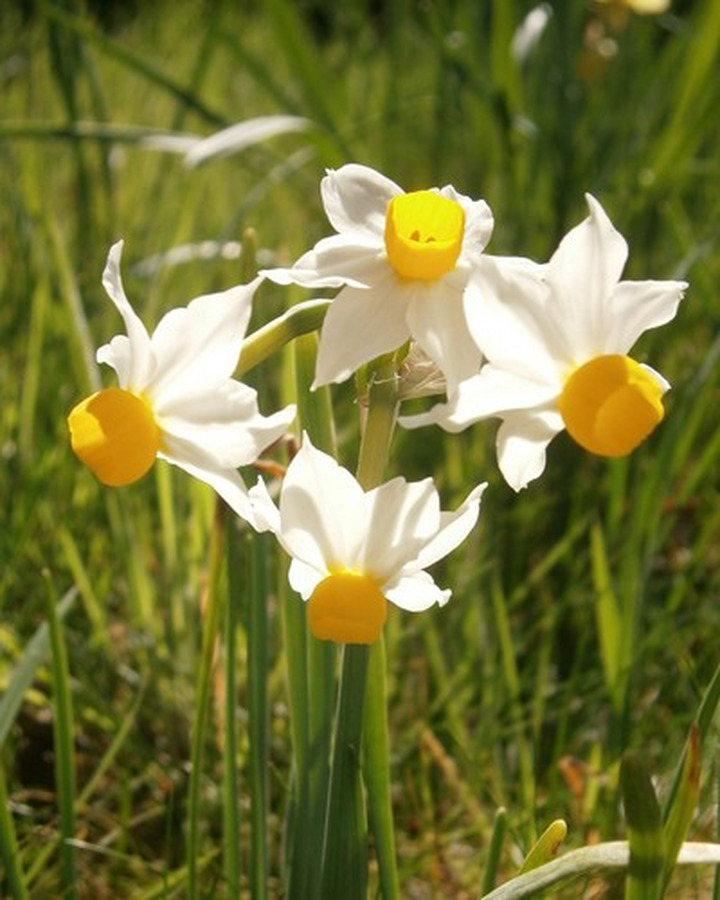 Narcizas (Lot Narcissus) 'Canaliculatus'-NARCIZAI-SVOGŪNINĖS GĖLĖS
