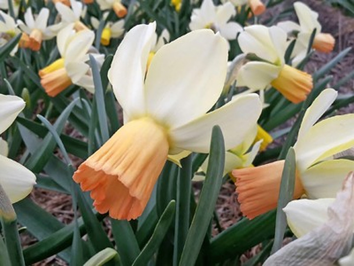 Narcizas (Lot Narcissus) 'Carice'-NARCIZAI-SVOGŪNINĖS GĖLĖS