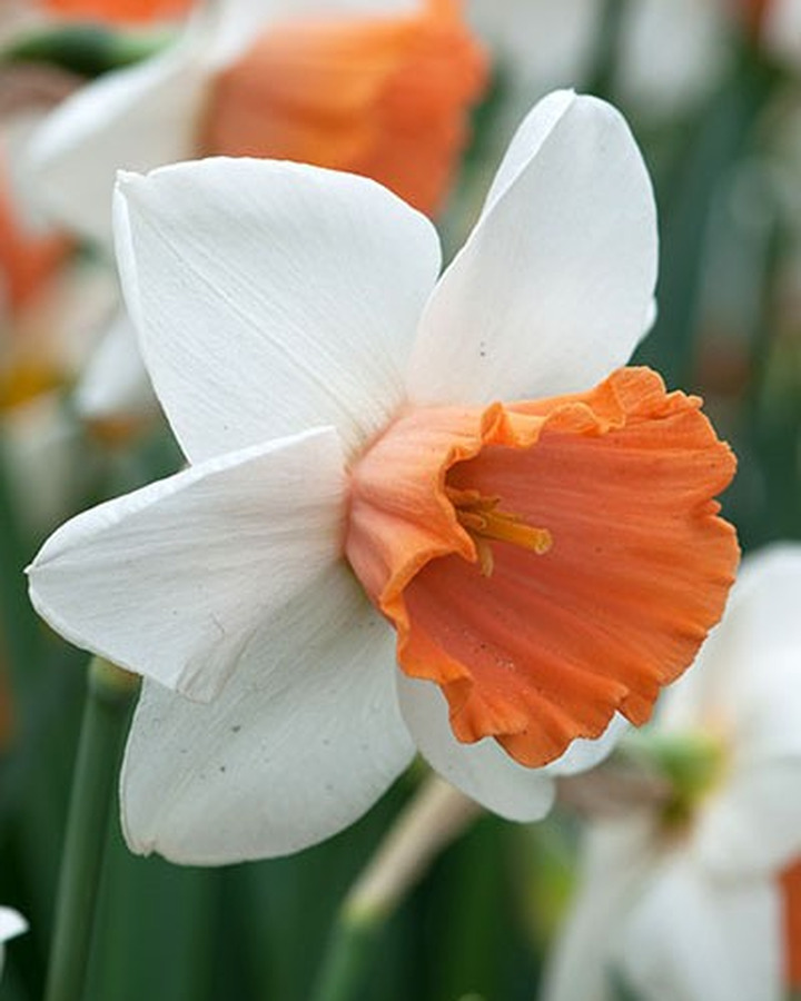 Narcizas (Lot Narcissus) 'Chromacolor'-NARCIZAI-SVOGŪNINĖS GĖLĖS