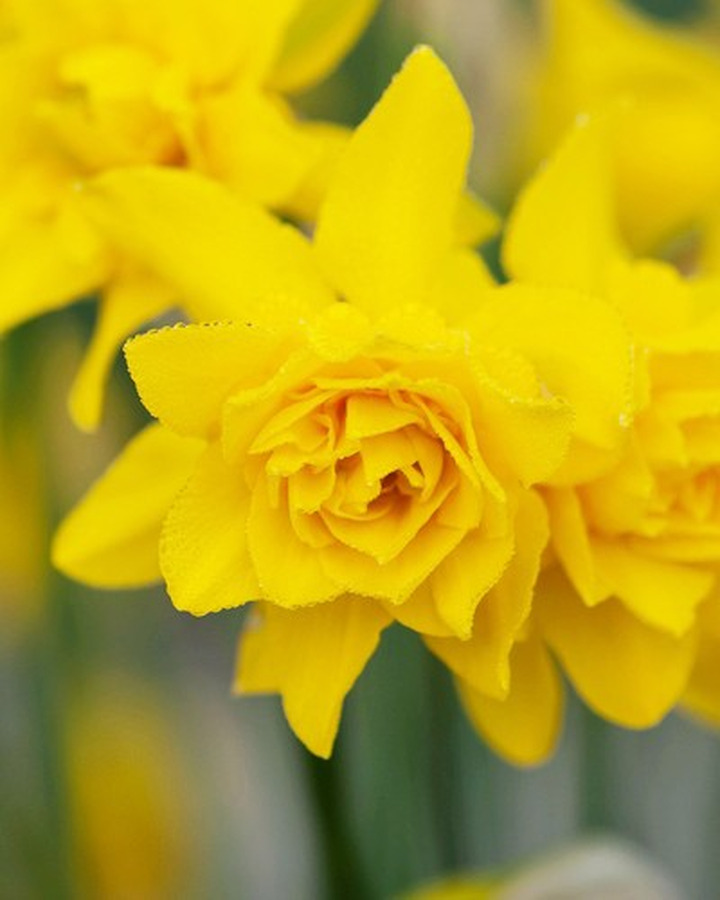 Narcizas camp. odorus plenus (Lot Narcissus camp.