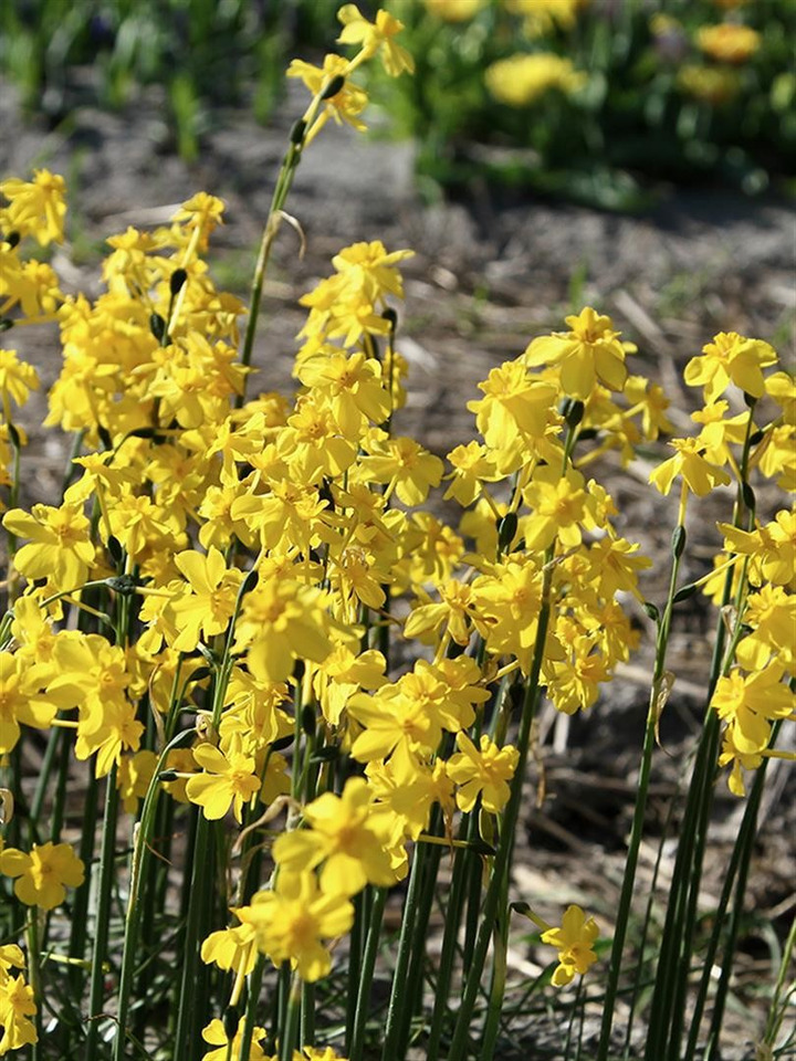 Narcizas (Lot Narcissus) 'Cordubensis'-NARCIZAI-SVOGŪNINĖS GĖLĖS