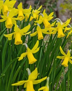 Narcizas (Lot Narcissus) 'Februari Gold'-NARCIZAI-SVOGŪNINĖS GĖLĖS