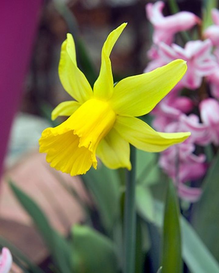 Narcizas (Lot Narcissus) 'Februari Gold'-NARCIZAI-SVOGŪNINĖS GĖLĖS