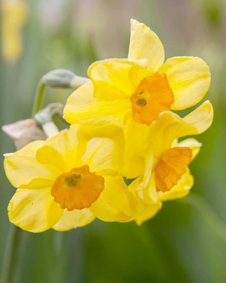 Narcizas (Lot Narcissus) 'Golden Dawn'-NARCIZAI-SVOGŪNINĖS GĖLĖS