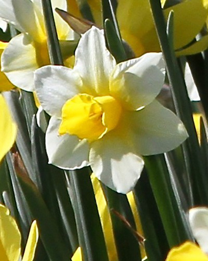 Narcizas (Lot Narcissus) 'Golden Echo'-NARCIZAI-SVOGŪNINĖS GĖLĖS