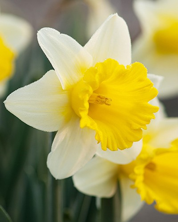 Narcizas (Lot Narcissus) 'Goblet'-NARCIZAI-SVOGŪNINĖS GĖLĖS