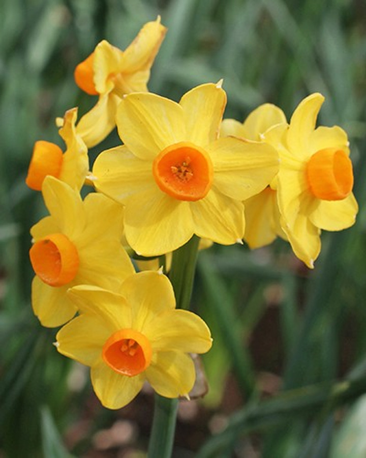 Narcizas (Lot Narcissus) ' Grand Soleil d'Or' 15/17-NARCIZAI-SVOGŪNINĖS GĖLĖS