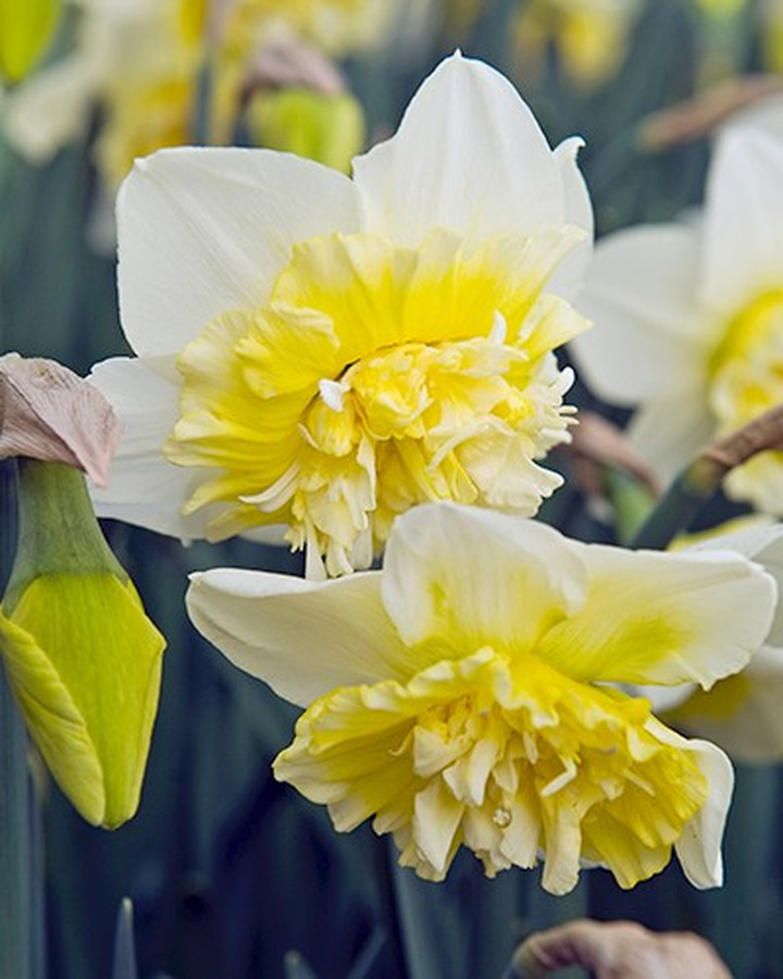 Narcizas (Lot Narcissus) 'Ice King'-NARCIZAI-SVOGŪNINĖS GĖLĖS