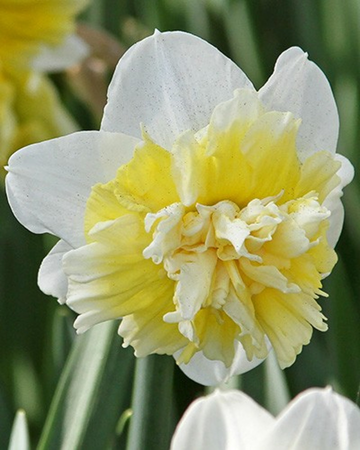 Narcizas (Lot Narcissus) 'Ice King' 45640-NARCIZAI-SVOGŪNINĖS GĖLĖS