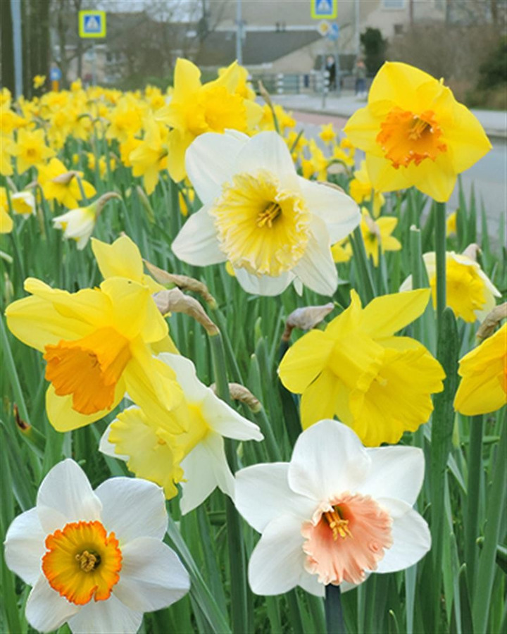 Narcizas Large Cup mix (Lot Narcissus Large Cup mix)-NARCIZAI-SVOGŪNINĖS GĖLĖS