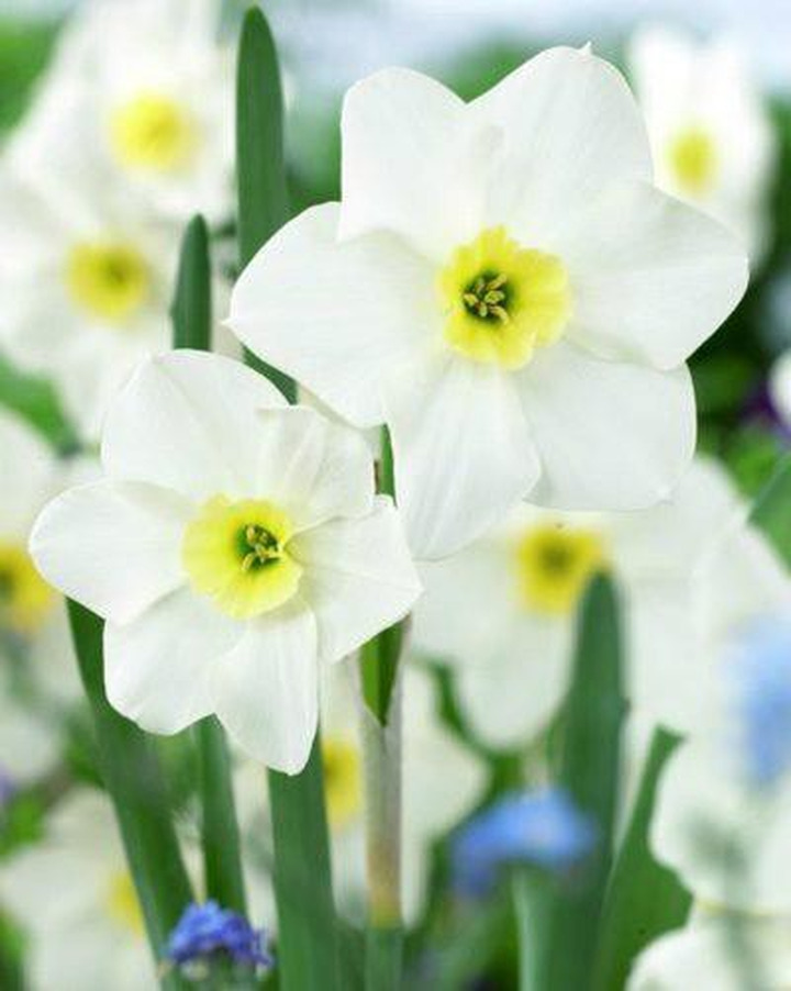 Narcizas (Lot Narcissus) 'Lieke'-NARCIZAI-SVOGŪNINĖS GĖLĖS