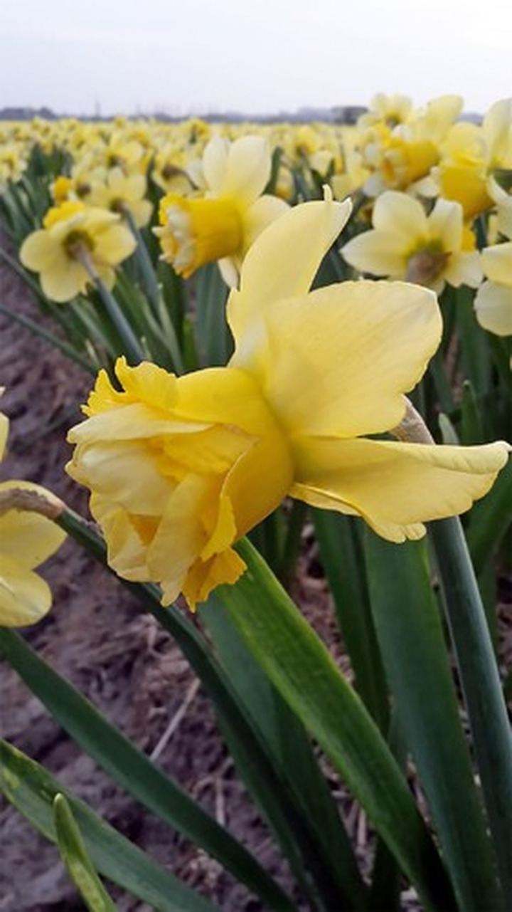 Narcizas (Lot Narcissus) 'Milena'-NARCIZAI-SVOGŪNINĖS GĖLĖS