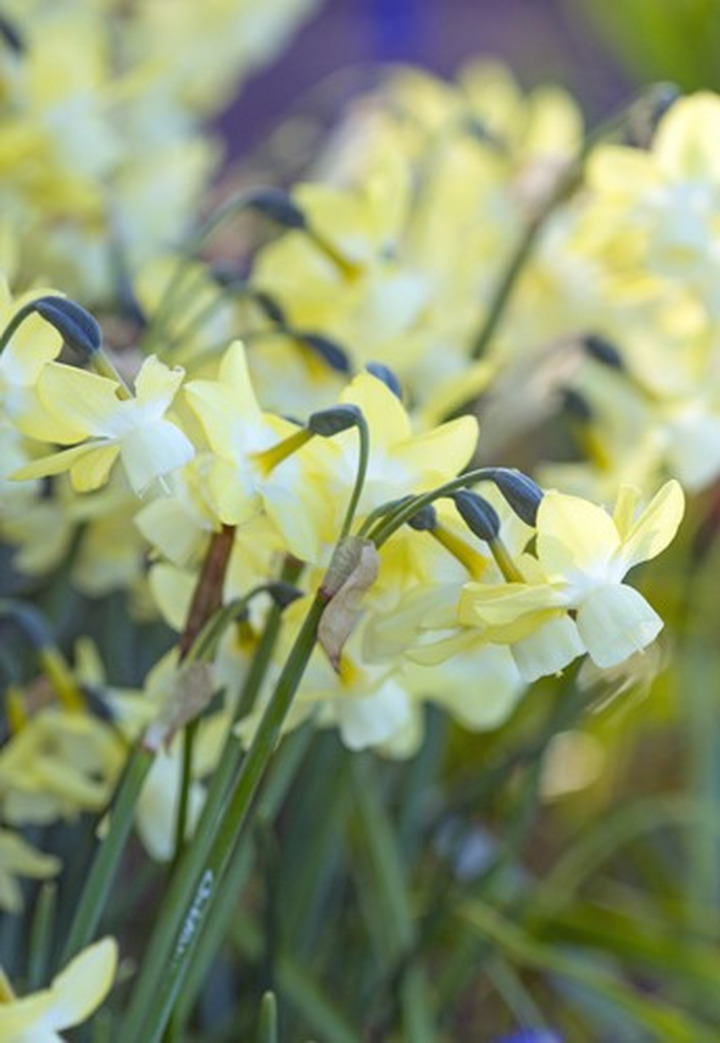 Narcizas (Lot Narcissus) 'Moonlight Sensation'-NARCIZAI-SVOGŪNINĖS GĖLĖS