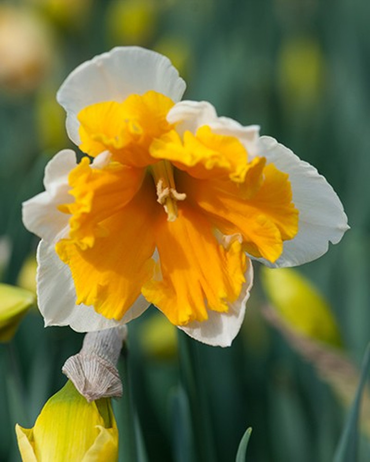 Narcizas (Lot Narcissus) 'Orangery'-NARCIZAI-SVOGŪNINĖS GĖLĖS