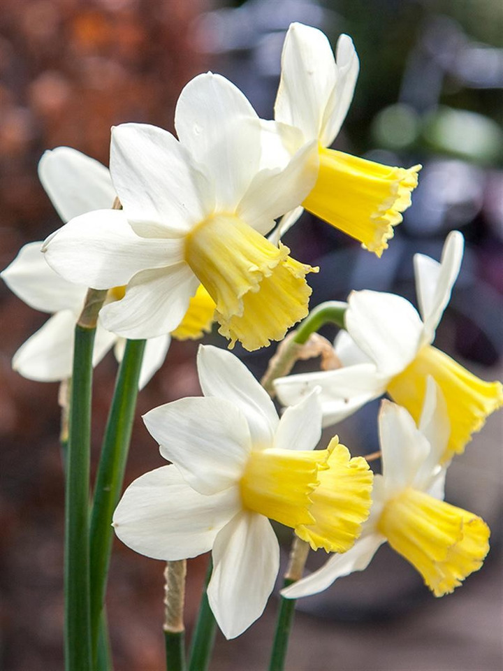 Narcizas (Lot Narcissus) 'Princes Amalia'-NARCIZAI-SVOGŪNINĖS GĖLĖS