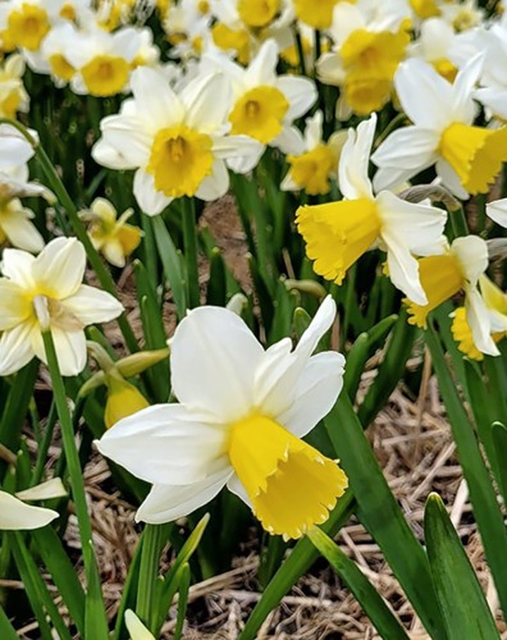 Narcizas (Lot Narcissus) 'Pre Party'-NARCIZAI-SVOGŪNINĖS GĖLĖS