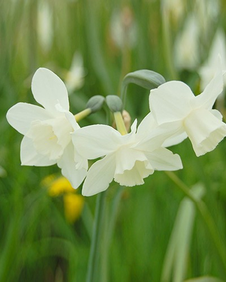 Narcizas (Lot Narcissus) 'Pueblo'-NARCIZAI-SVOGŪNINĖS GĖLĖS
