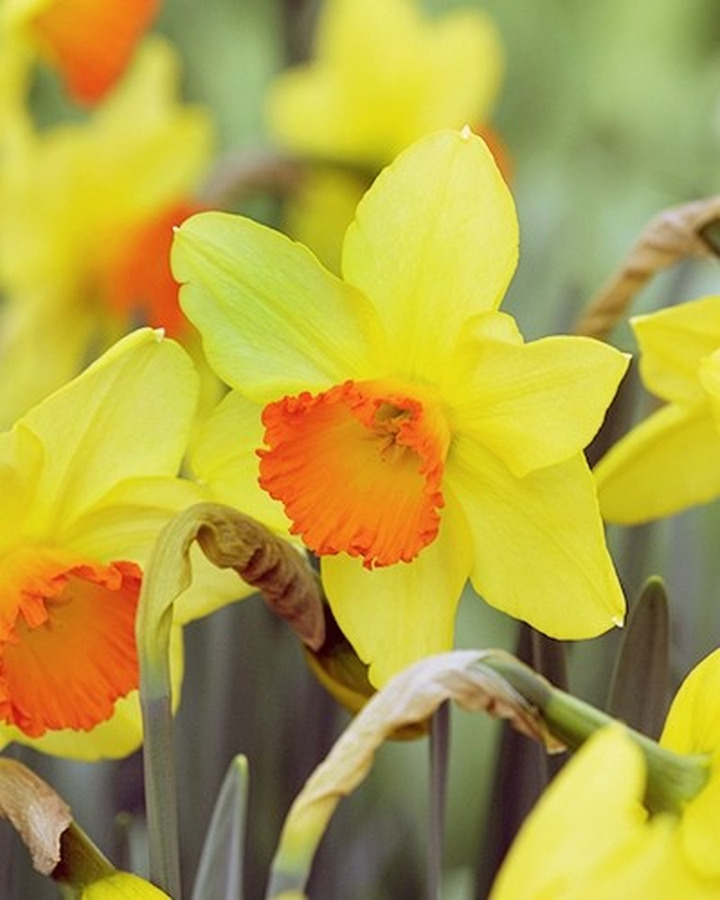 Narcizas (Lot Narcissus) 'Red Devon'-NARCIZAI-SVOGŪNINĖS GĖLĖS