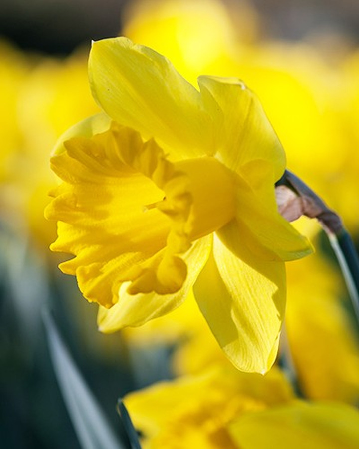 Narcis (Lot Narcis) 'Rijnvelds Early Sensation'-NARCIZAI-SVOGŪNINĖS GĖLĖS