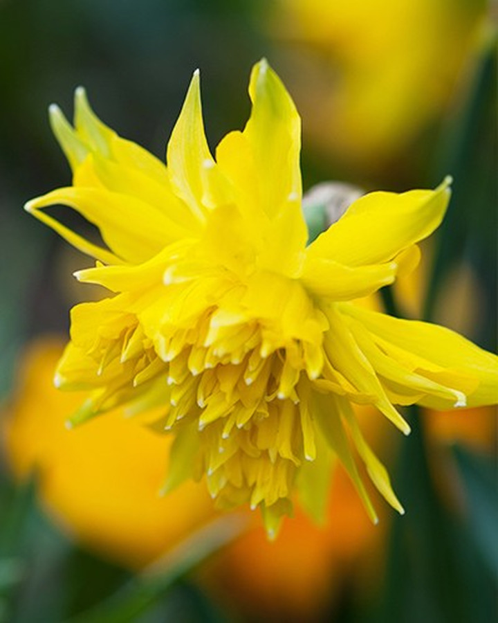 Narcizas (Lot Narcissus) 'Rip van Winkle'-NARCIZAI-SVOGŪNINĖS GĖLĖS