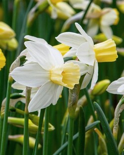 Narcizas (Lot Narcissus) 'Sailboot'-NARCIZAI-SVOGŪNINĖS GĖLĖS
