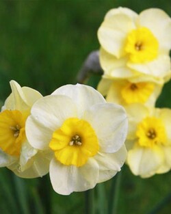 Narcizas (Lot Narcissus) 'Sun Disc'-NARCIZAI-SVOGŪNINĖS GĖLĖS