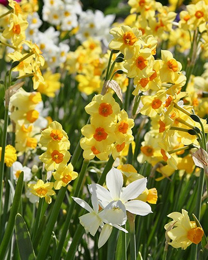 Narcizas species gemengd (Lot Narcissus species gemengd)-NARCIZAI-SVOGŪNINĖS GĖLĖS