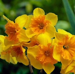 Narcizas (Lot Narcissus) 'Slice of Life'-NARCIZAI-SVOGŪNINĖS GĖLĖS