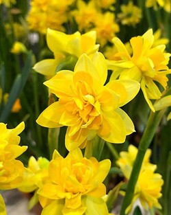 Narcizas (Lot Narcissus) 'Tete Boucle'-NARCIZAI-SVOGŪNINĖS GĖLĖS