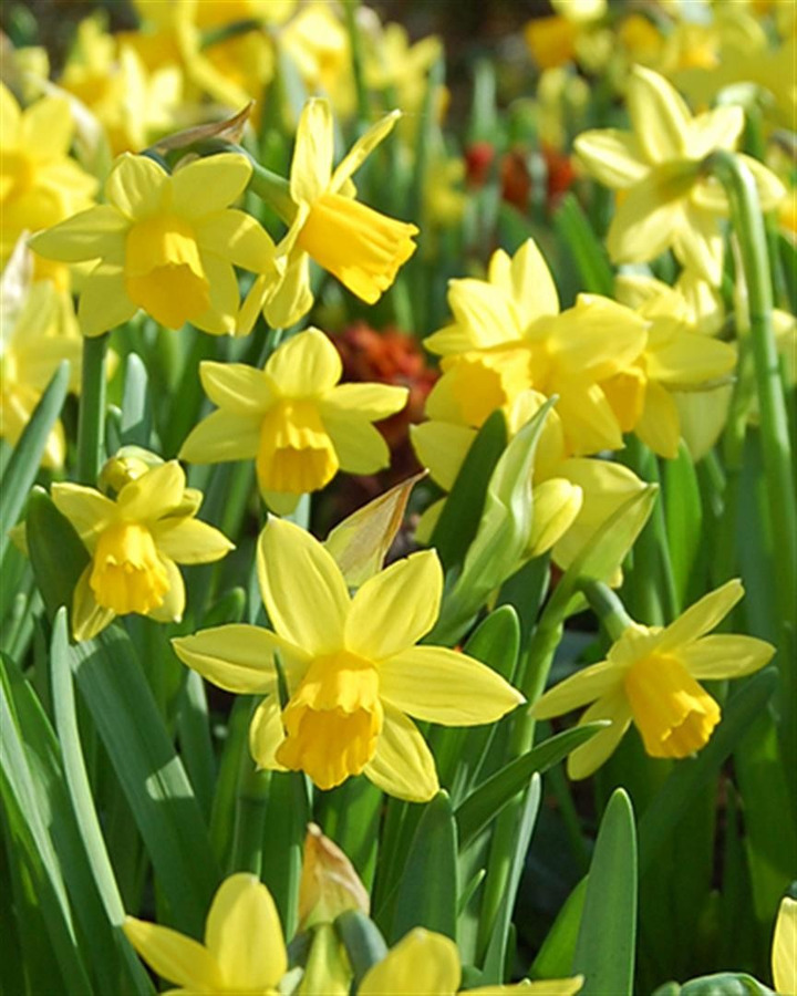 Narcizas (Lot Narcissus) 'Tete a Tete' 45576-NARCIZAI-SVOGŪNINĖS GĖLĖS