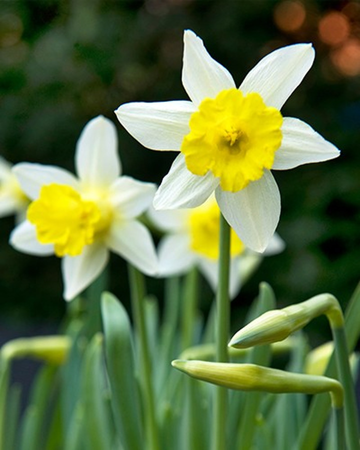 Narcizas (Lot Narcissus) 'Topolino'-NARCIZAI-SVOGŪNINĖS GĖLĖS