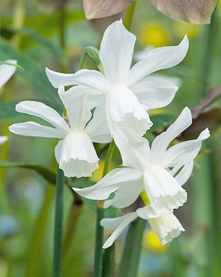 Narcizas t. (Lot Narcissus t.) 'Thalia'-NARCIZAI-SVOGŪNINĖS GĖLĖS