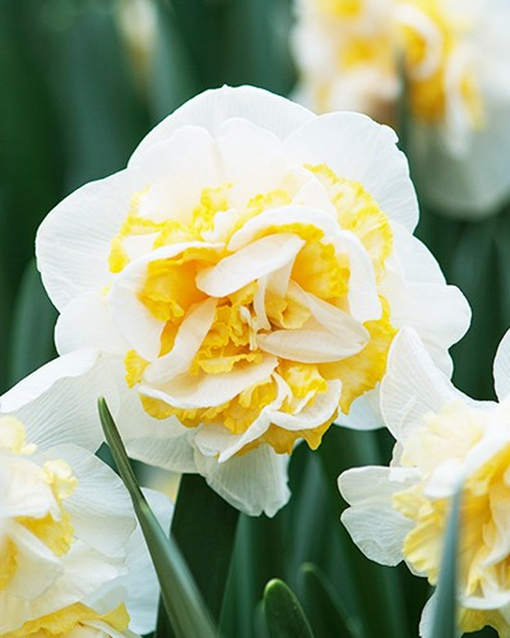 Narcizas (Lot Narcissus) 'Westward'-NARCIZAI-SVOGŪNINĖS GĖLĖS