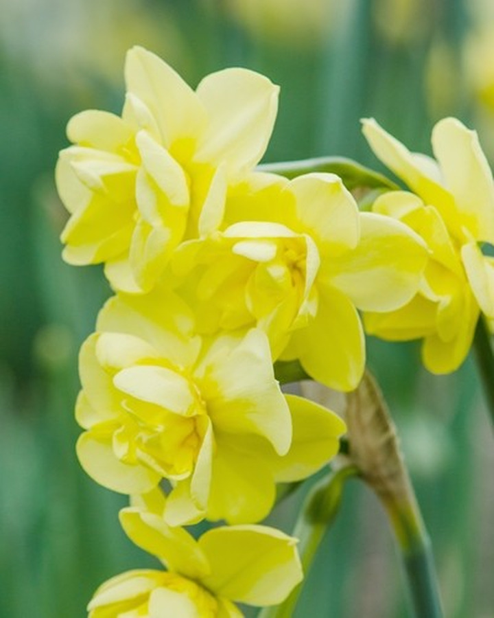 Narcizas (Lot Narcissus) 'Yellow Cheerfulness'-NARCIZAI-SVOGŪNINĖS GĖLĖS