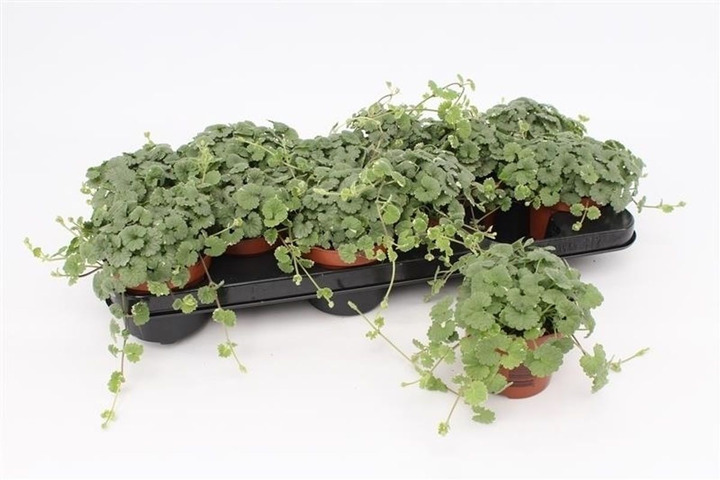 Katžolė (Lot Nepeta) P10.5-KATŽOLĖS-SMILGOS - VARPINIAI AUGALAI